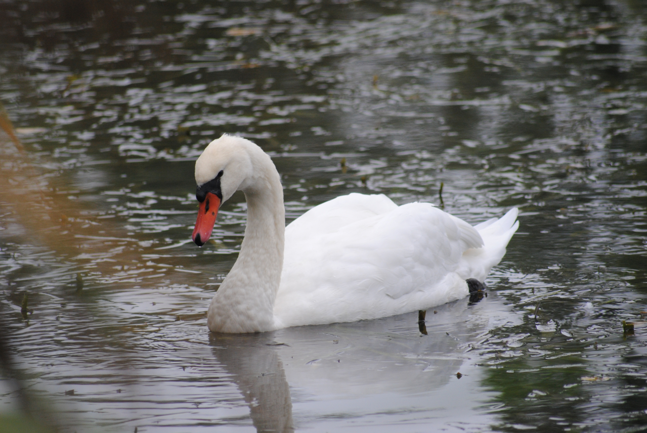 Le Cygne Tuberculé Ouverture Sauvage