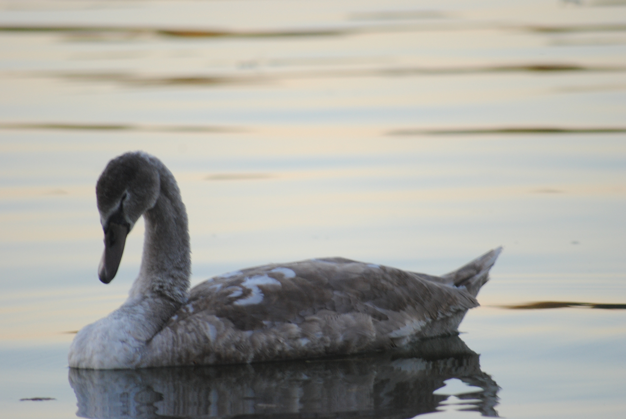 Le Cygne Tuberculé Ouverture Sauvage