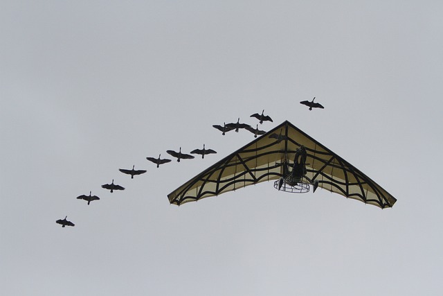 un spectacle aérien avec des rapaces