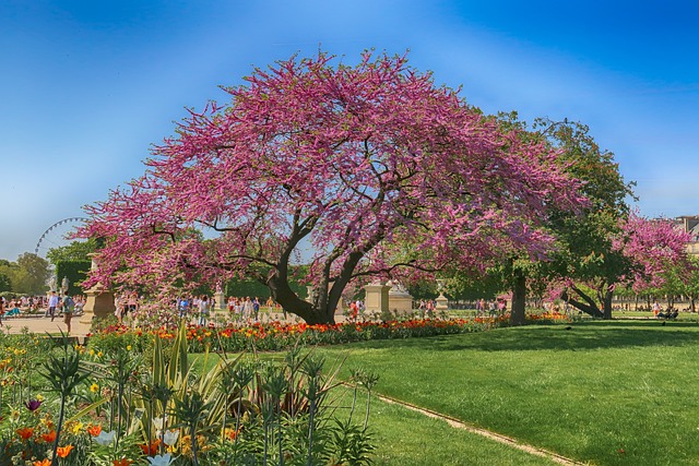 le Jardin des Tuileries