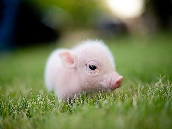 Cochon trop mignon - PawCute - Protégeons Les Animaux
