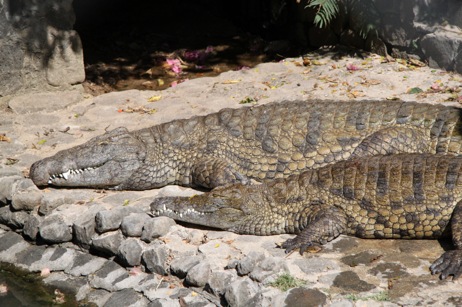 Des crocodiles vous en verrez tout le long de votre promenade et même une nurserie