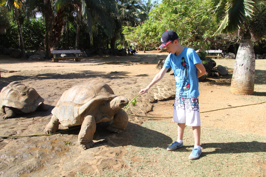 Il y a des centaines de tortues d'Aldabra qui sont dans un grand parc dans lequel vous pourrez vous promener et même leurs donner à manger.
La plus vieille à 130 ans