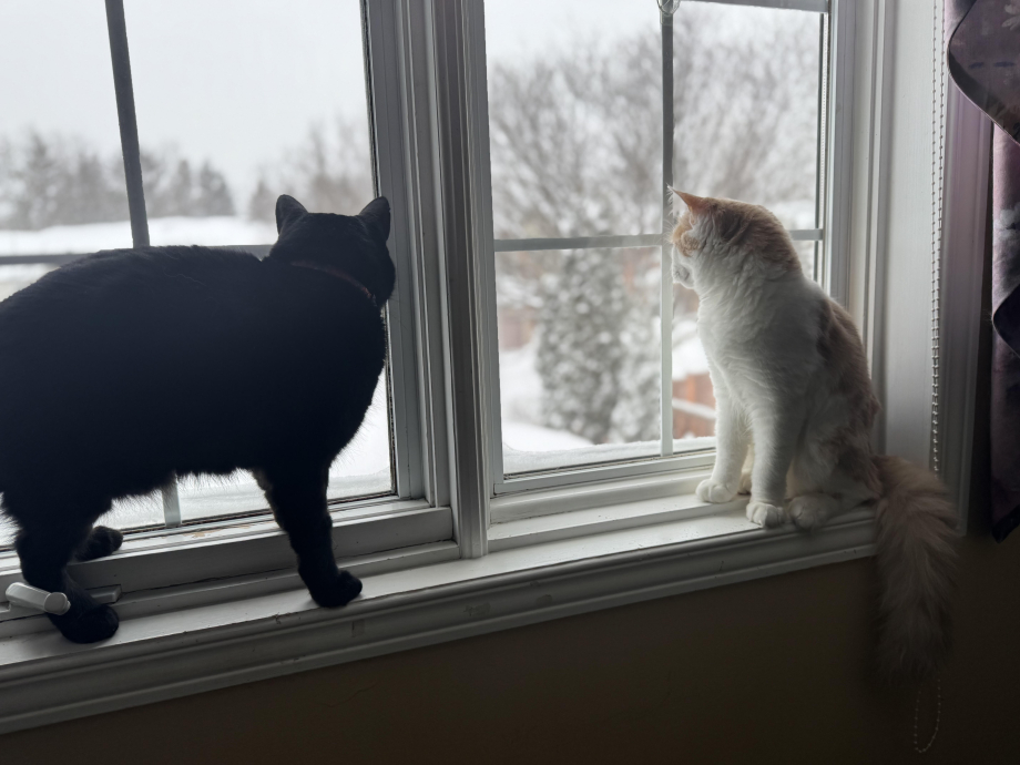 Cats looking outside.jpg