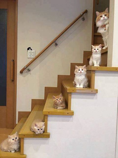 escalier de chats.jpg