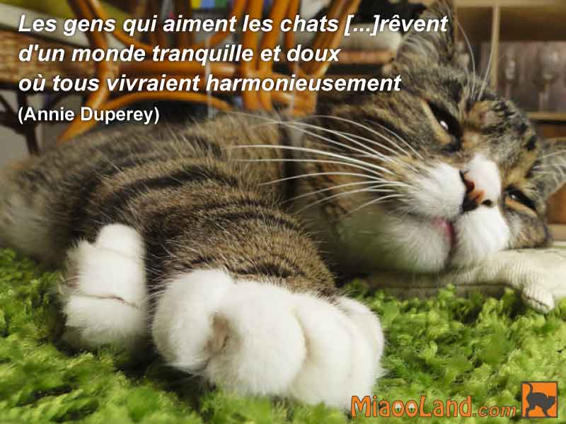 Les-gens-qui-aiment-les-chats--revent-d-un-monde-tranquille.jpg