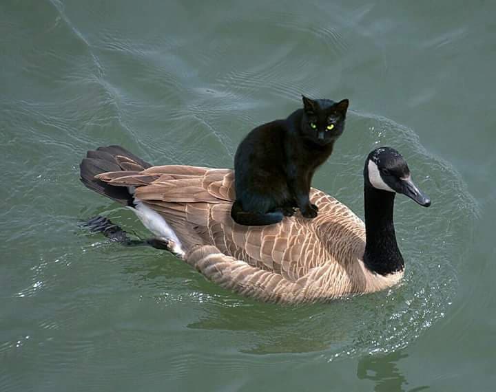 chat sur canard.jpg