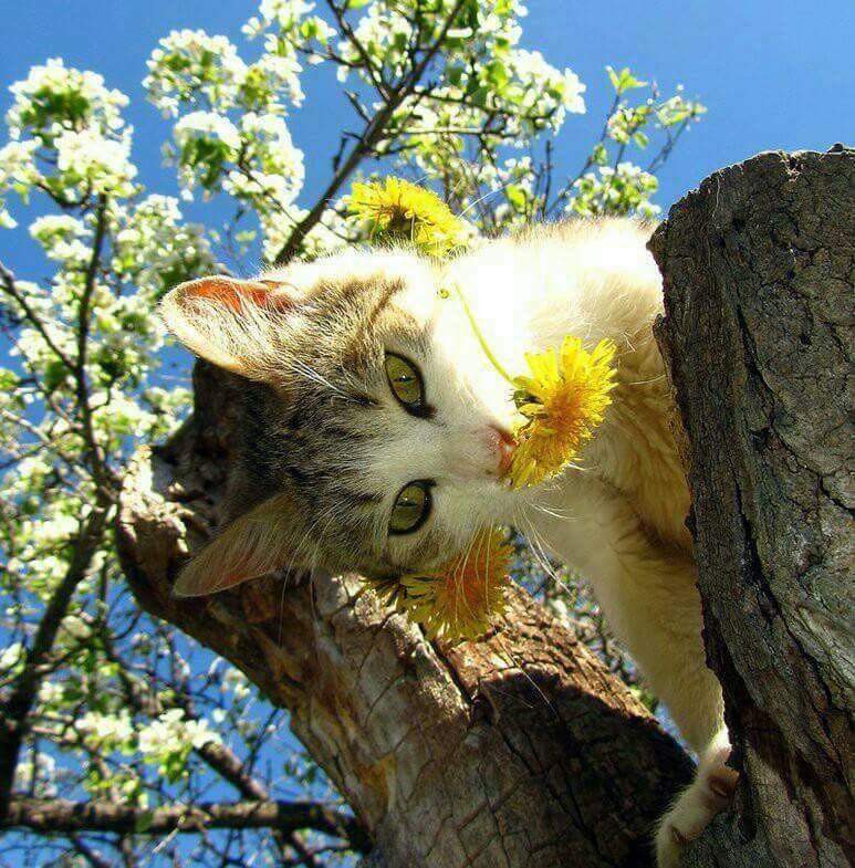 chaton fleur.jpg