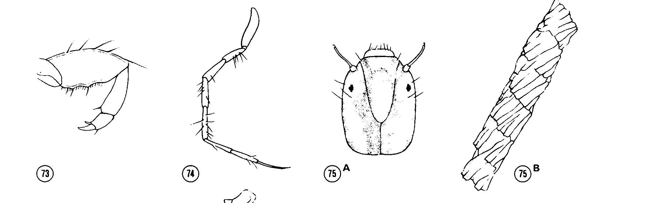 TRICHOPTERRA