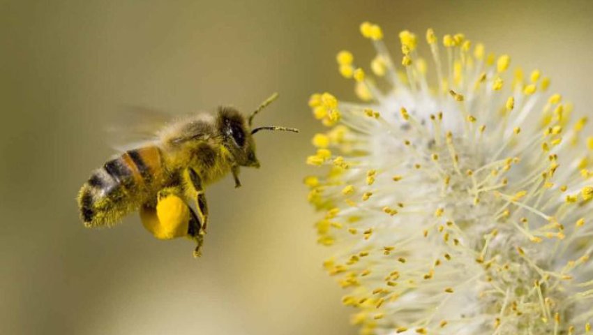 abeille.jpg