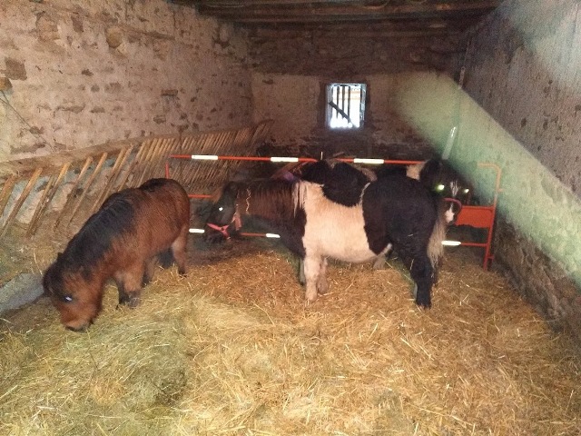 3 poneys qui sont partis rejoindre une amie en Bretagne ! Tout reste à faire avec eux car très peu manipulés.