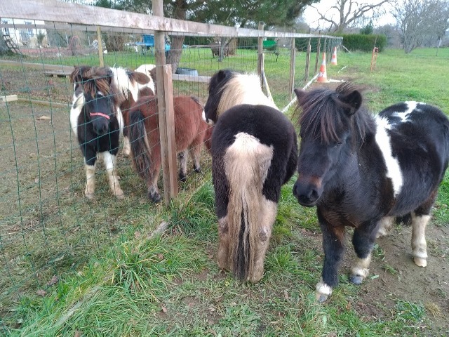 les 3 poneys ont rencontrés les 2 nôtres avant de partir en Bretagne.