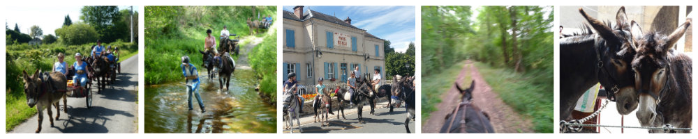 ane-en-berry, un groupe de passionnés d'ânes en Centre France.