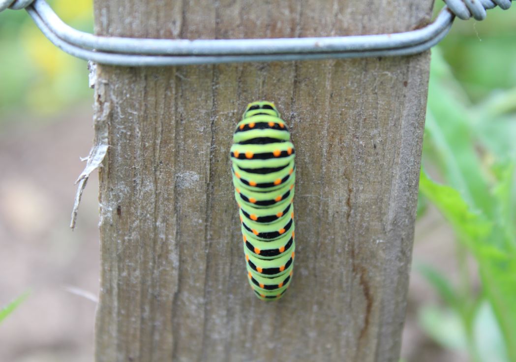 Chenille de Machaon
Pour découvrir le cycle de vie du Machaon https://www.insectes-net.fr/machaon/machaon2.htm