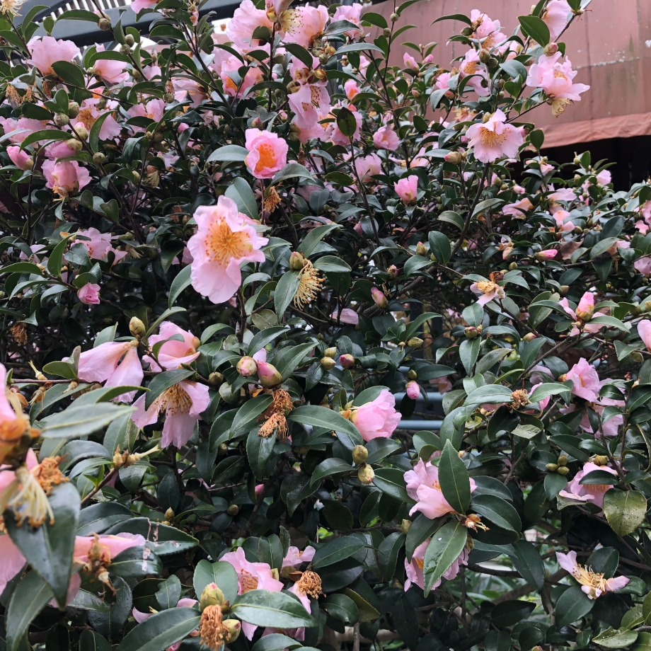 Quelques fleurs à Louis Armstrong Park