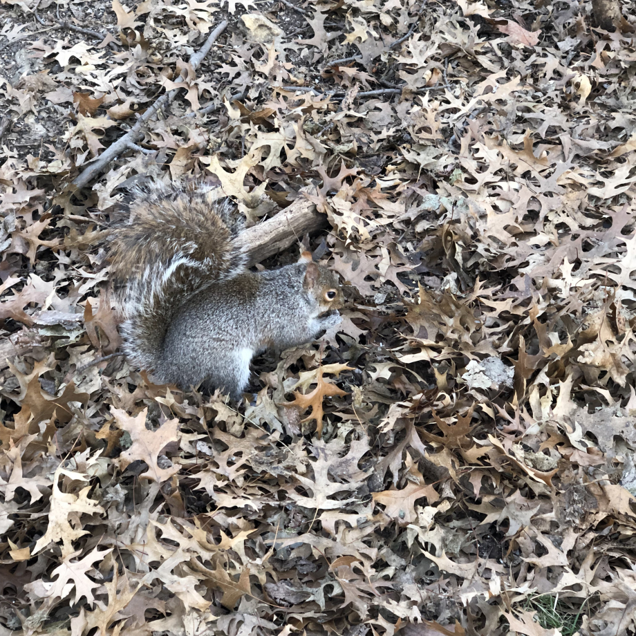 « Les écureuils de Central Park sont tristes le lundi »
Euh… ben non, on est samedi la donc, non ils sont pas tristes