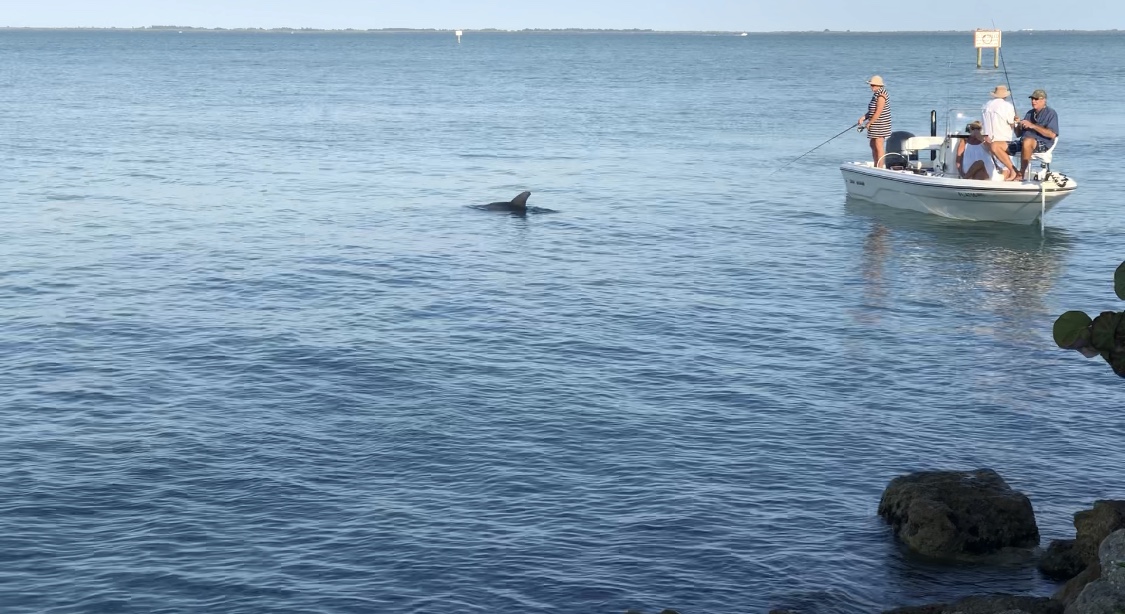 Un dauphin jouant autour d'un bateau de pécheurs