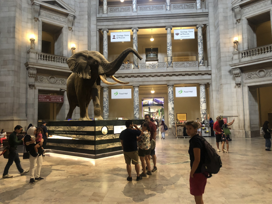 A l'intérieur du National Museum of Natural History. Avec un éléphant de 2 tonnes. Normal.