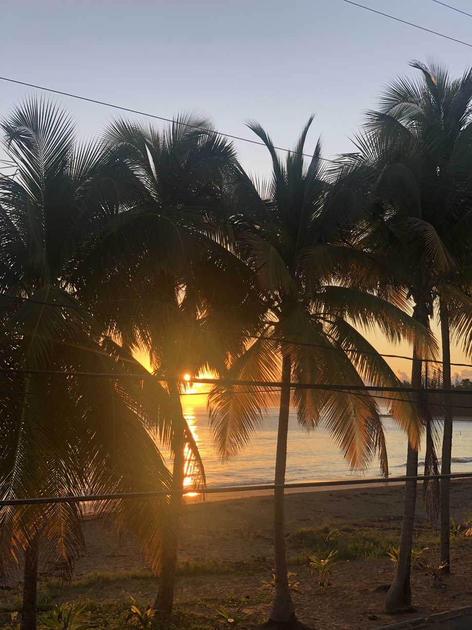 Jolie lumière avec les palmiers