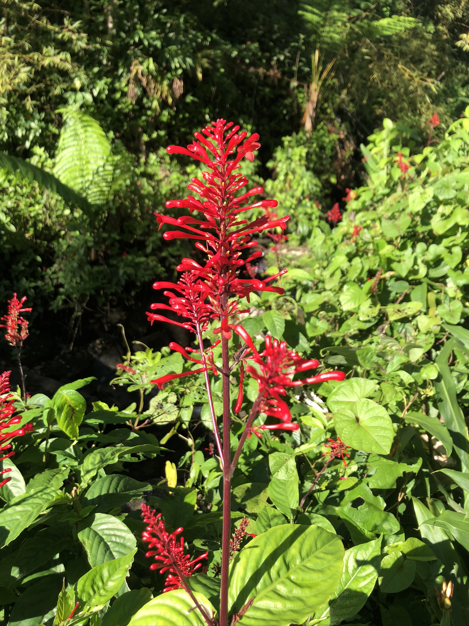 La fleur rouge que l'on retrouve toujours dans les forêts tropicales (comme au Costa Rica)