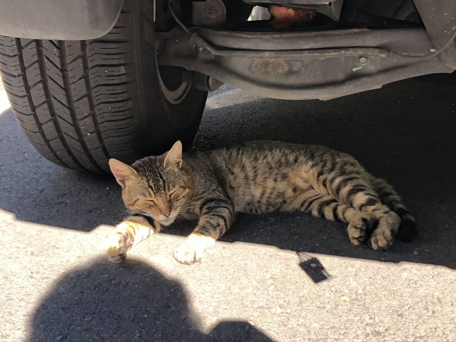 Un chat trop chou qui roupille à l'ombre d'une voiture