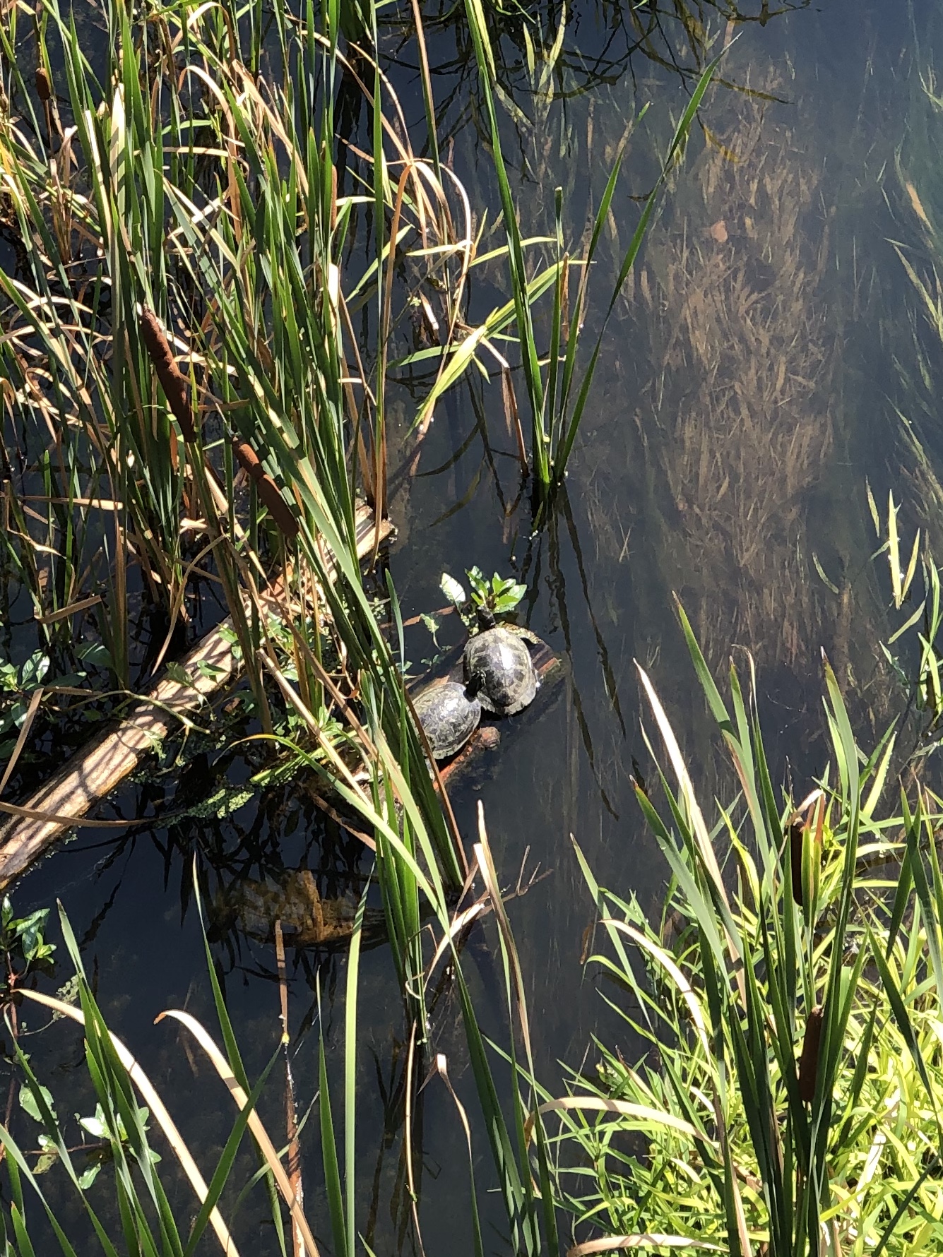 Des tortues prenant un bain de soleil