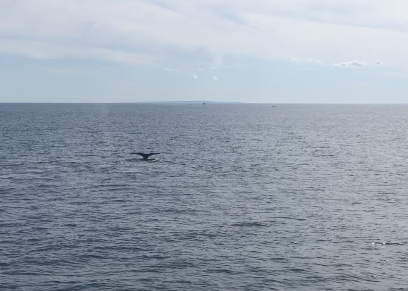Une queue de baleine