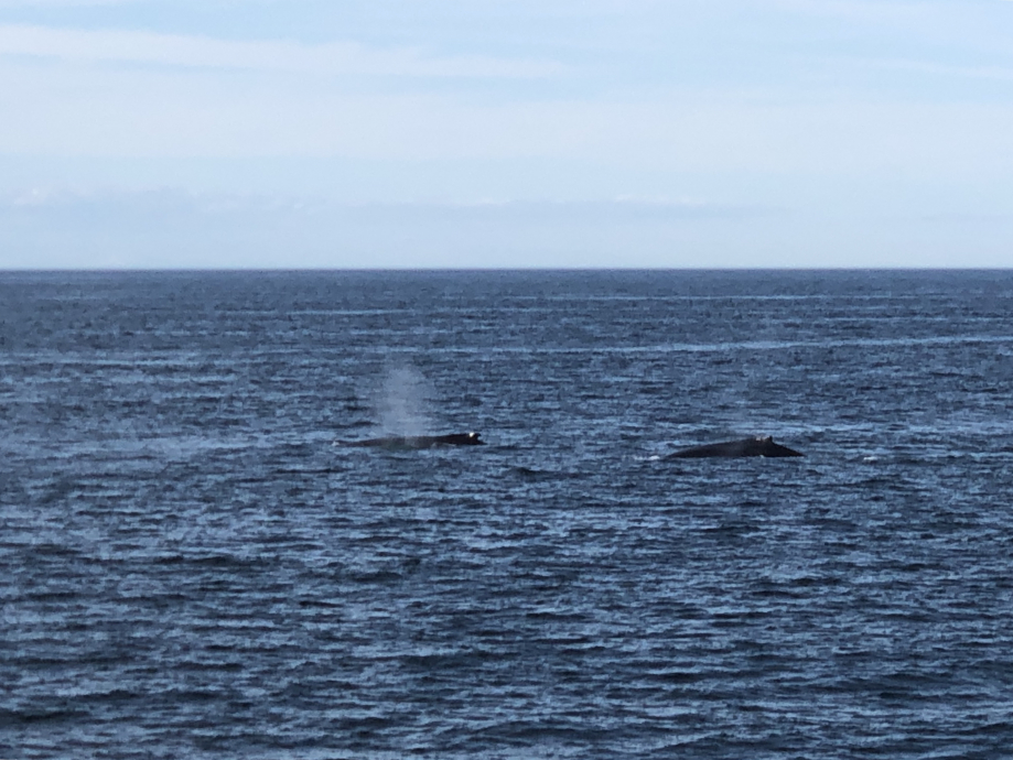Deux baleines