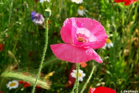 Comme un petit coquelicot Eldorad Oc