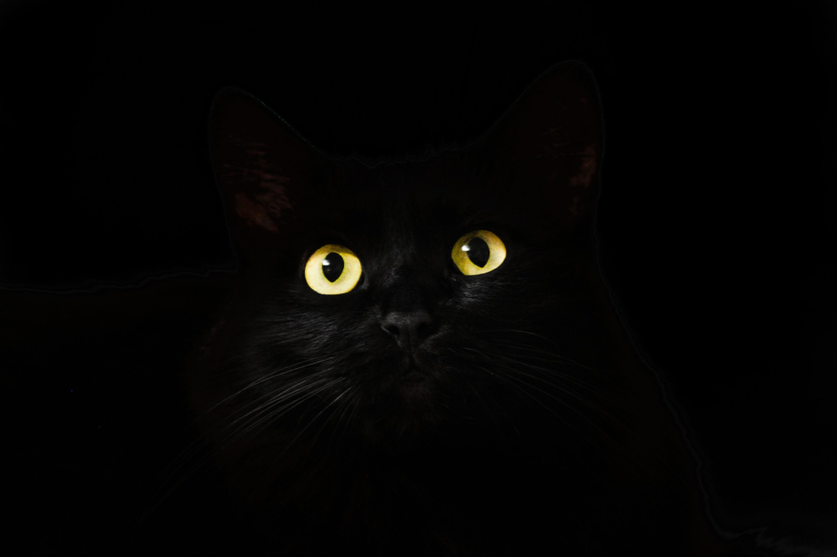 cats-eyes-gd1ab8e0101920_9154933