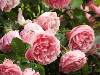 roses-de-ton-jardin_8957998