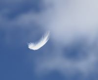 plume-en-vol1