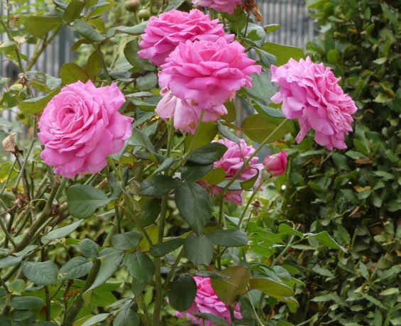 ROSES 1