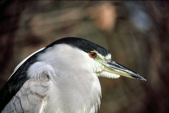 Bihoreau, oiseau de la lagune