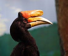 Calao, oiseau de la lagune