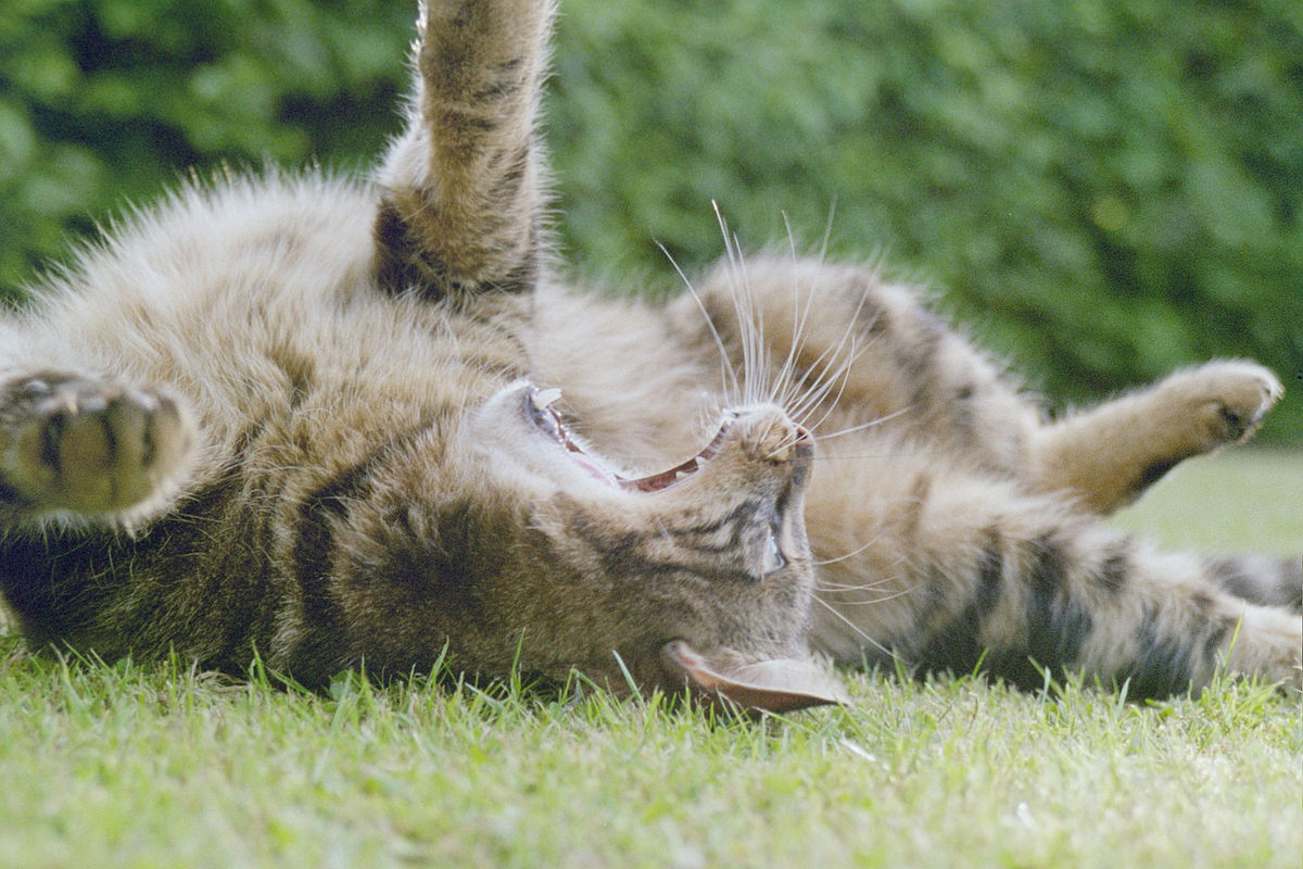1200px-Cat_stretching_out