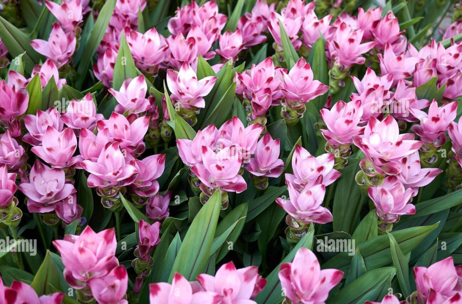 curcuma-alismatifolia-purple-flowers-2BDXR42