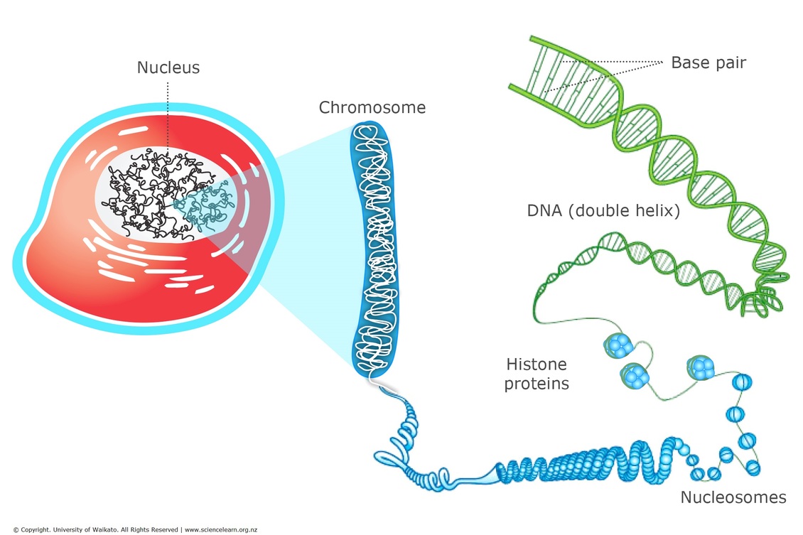 Cell_chromosomes_and_DNA_FINAL_v2