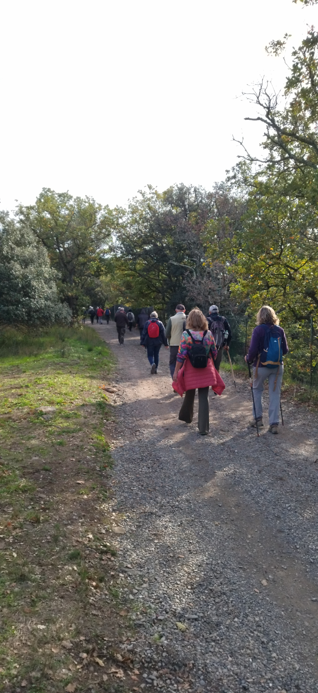 26/11/2024 : groupe marches actives - Caux vers Nizas