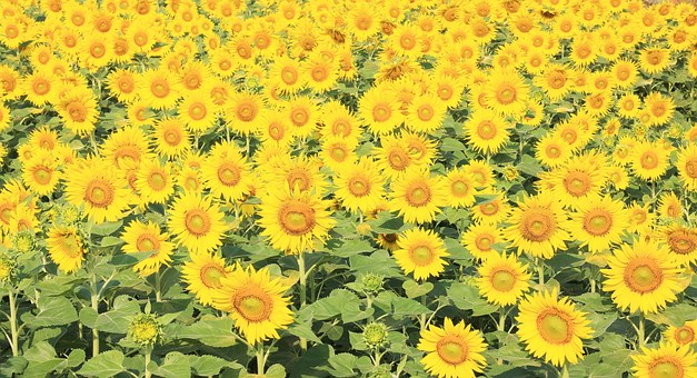 https://static.blog4ever.com/2019/01/850928/sunflower-804666__340.jpg