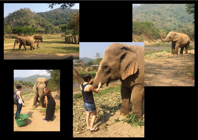 Elephant Nature Park
Chiang Maï - Thaïlande