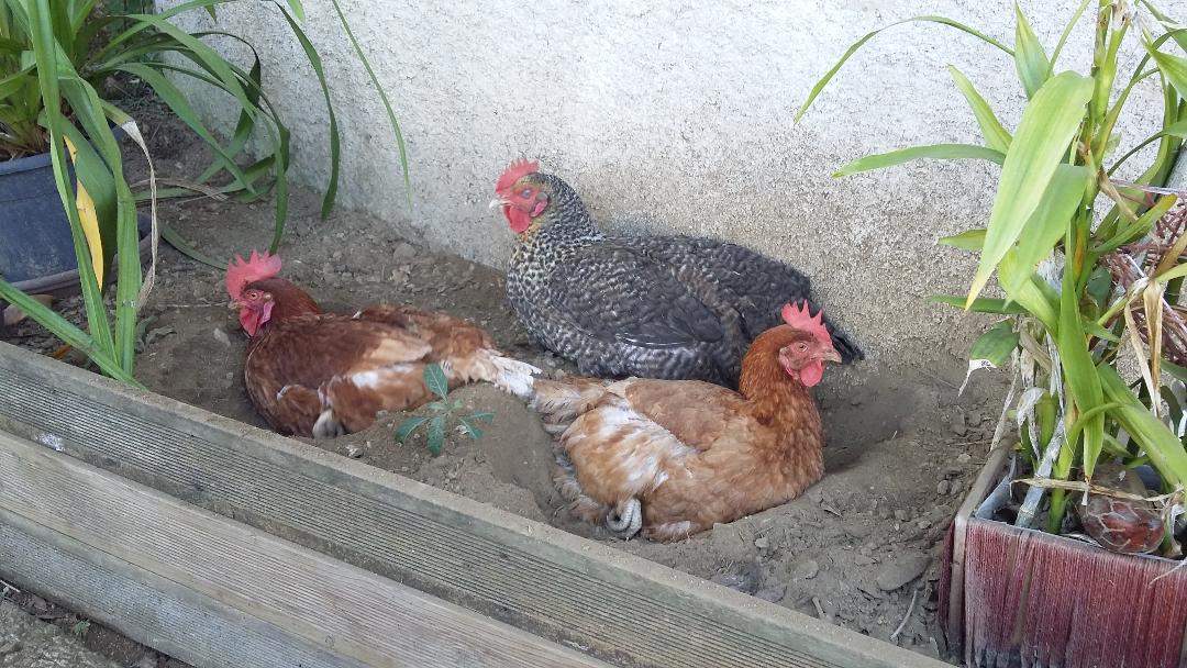Nos poules (œufs frais garantis !)