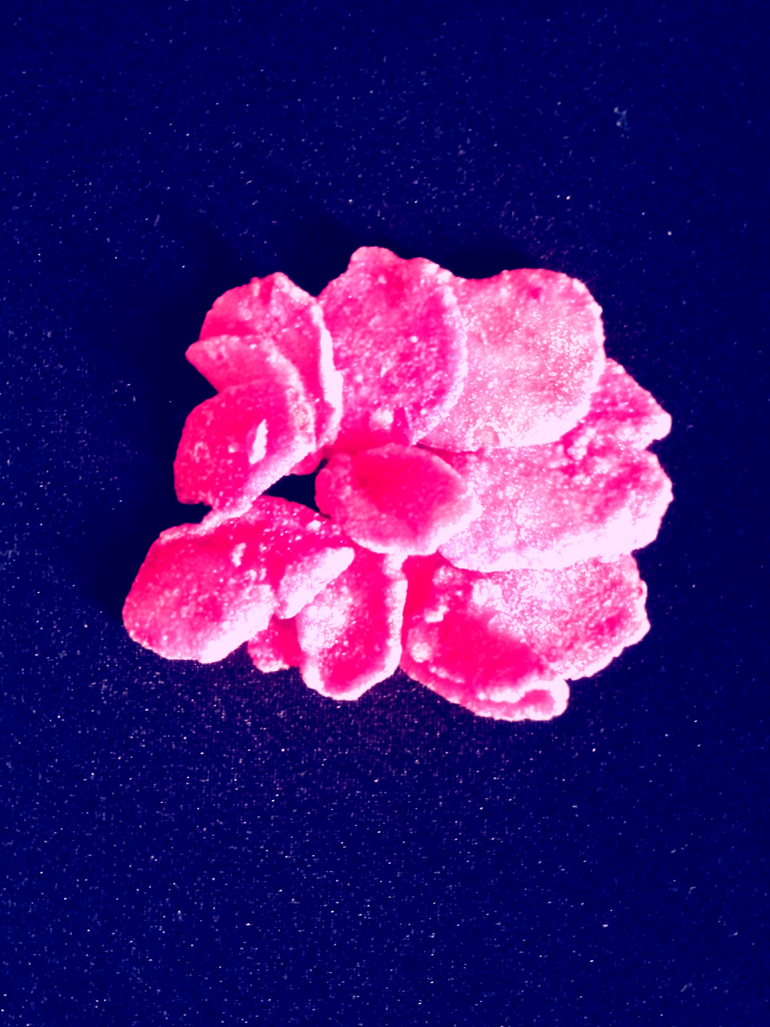 Reconstitution d'une rose Centifolia avec des pétales de roses cristallisées