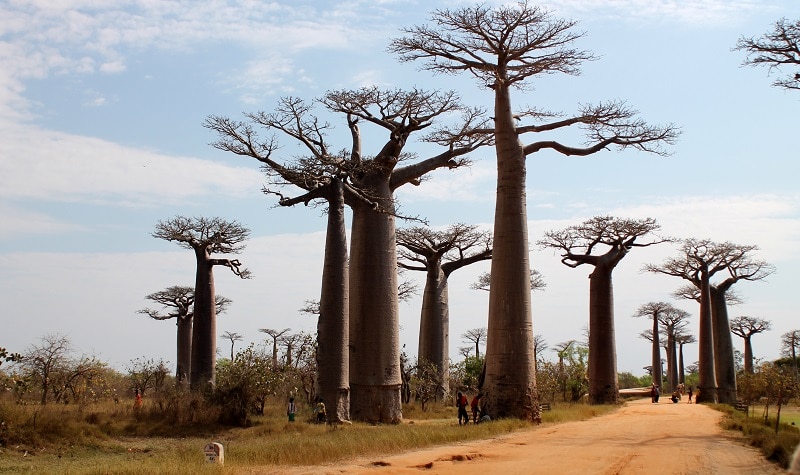 L’Allée des Baobabs