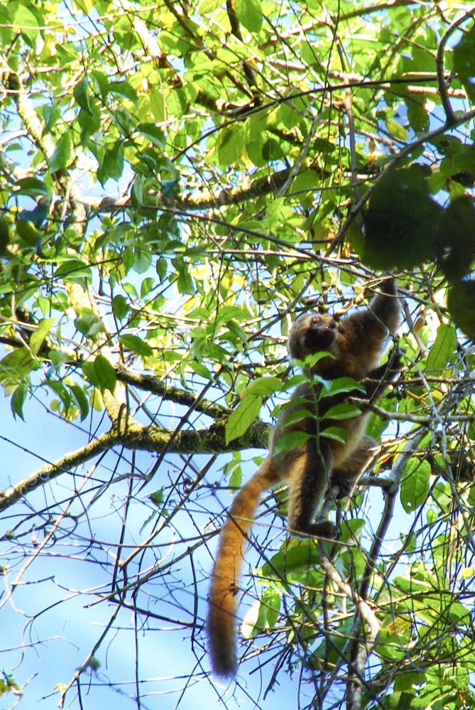 lemur-dore-ranomafana
