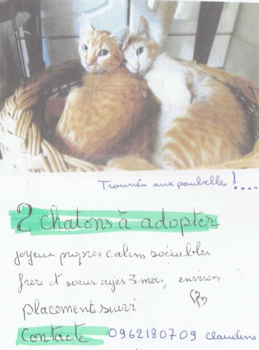 Chattons trouvés aux poubelles.jpg