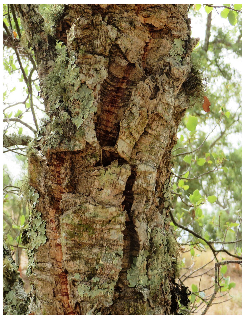 quercus-suber-chene-liege