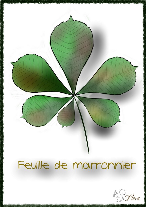 https://static.blog4ever.com/2019/07/853208/Dessin-Petit-herbier-Marronnier-Flora-dessine.jpg