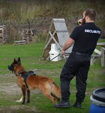 maitre-securite-chien