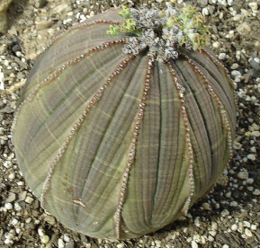 euphorbia obesa